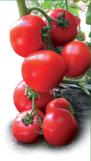 Насіння томату Ядвіга F1 500 насіння Kitano seeds