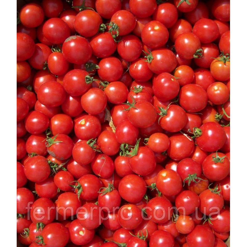 Насіння томату Конорі F1 1000 насіння Kitano seeds