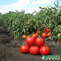 Насіння томата Аніта F1 1000 насіння Kitano seeds
