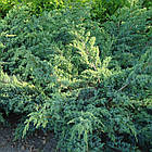 Саджанці Ялівцю Лускатого Блю Спайдер (Juniperus squamata Blue Spider) Р9, фото 2