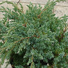 Саджанці Ялівцю Лускатого Блю Спайдер (Juniperus squamata Blue Spider) Р9, фото 3