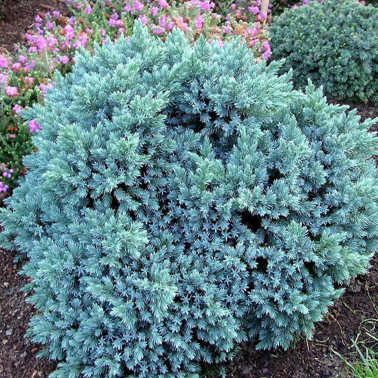 Саджанці Ялівцю лускатого Блю Стар, 4-х річний (Juniperus squamata Blue Star) С3
