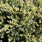 Саджанці Ялівцю лускатого Дрім Джой, 4-х річний (Juniperus squamata Dream Joy) C3, фото 2