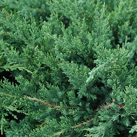 Саджанці Ялівцю Даурського (Juniperus davurica) Р9