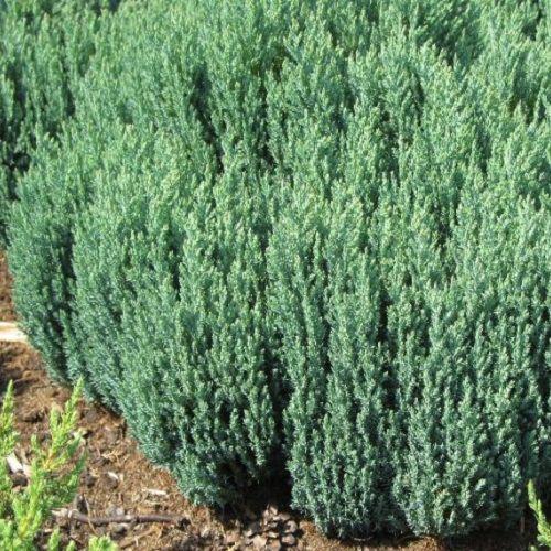 Саджанці Ялівцю горизонтального Грей Перл (Juniperus horisontalis Grey Pearl) Р9