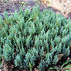 Саджанці Ялівцю горизонтального Грей Перл (Juniperus horisontalis Grey Pearl) Р9, фото 2