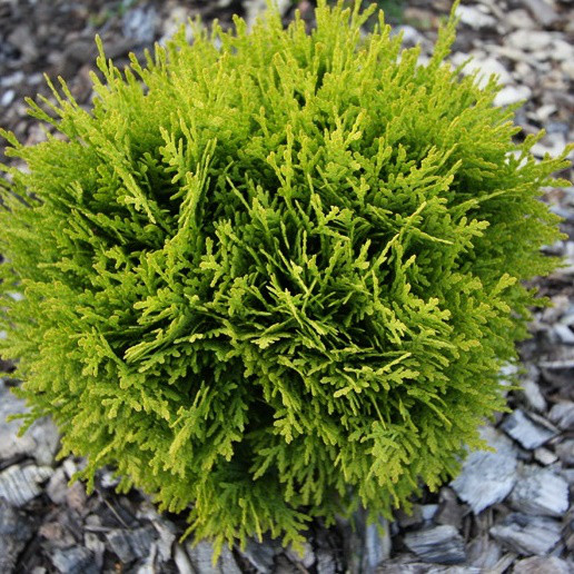 Саджанці Туї західної Давид (Thuja occidentalis Dawid) Р9