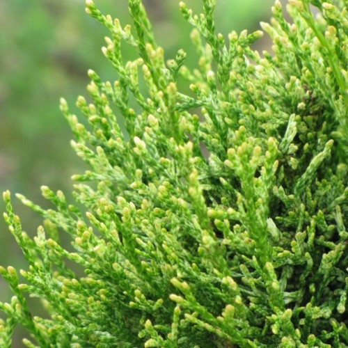 Саджанці Туї західної Смарагд Витбонт, 4-х річна (Thuja occidentalis Smaragd Witbont) С3
