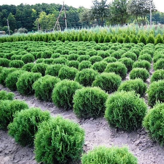 Саджанці Туї західної Хосері, 3-х річна (Thuja occidentalis Hoseri) С1.5