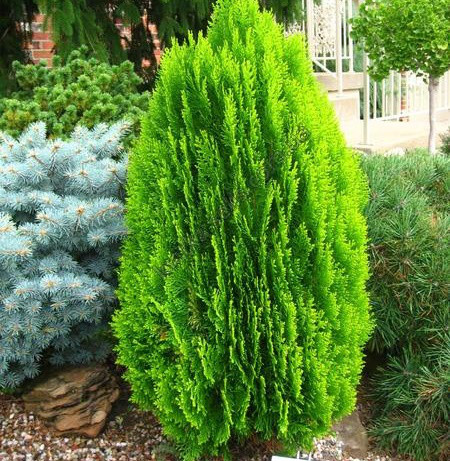 Саджанці Туї східної Морган (Thuja orientalis Morgan) Р9