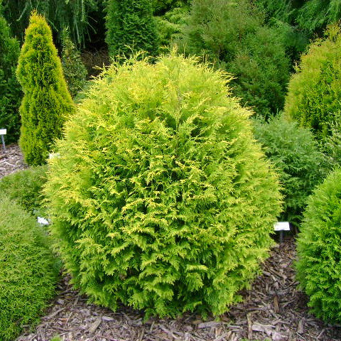 Саджанці Туї західної Голден Глоб (Thuja occidentalis Golden Globe) Р9, фото 1