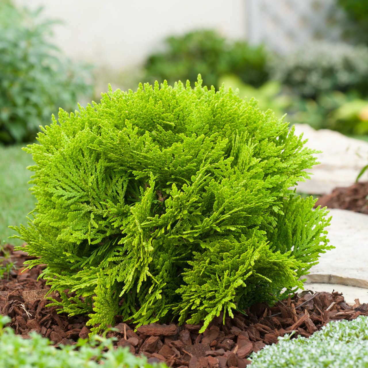 Саджанці Туї західної Міріам, 4-х річна (Thuja occidentalis Mirjam) С3
