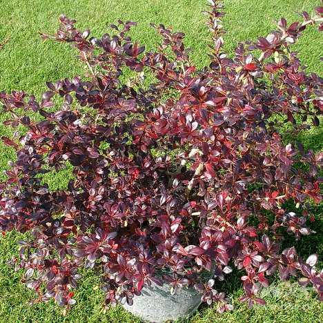 Барбекюде ренжіді