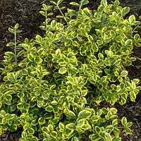 Саженцы Бересклета Форчуна Канадейл Голд (Euonymus fortunei Canadale Gold) Р9