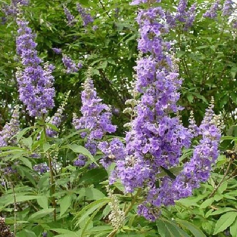 Саджанці Вітекса священного, або Авраамового дерева (Vitex agnus-castus) Р9