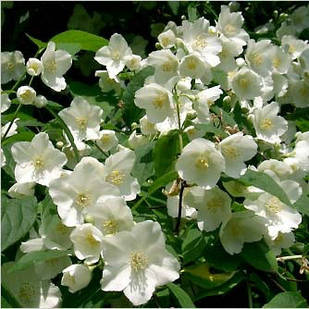 Саджанці Чубушника вінцевого, Жасмин (Philadelphus coronarius) Р9