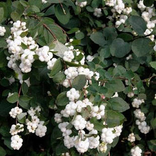 Саджанці Сніжноягідника білого (Symphoricarpos albus) Р9