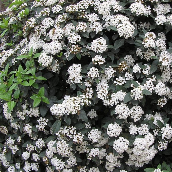 Калина вічнозелена або зморшкуватолиста (Viburnum Rhytidophyllum) Р9