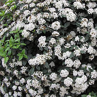 Калина вечнозеленая или морщинистолистная (Viburnum Rhytidophyllum) Р9