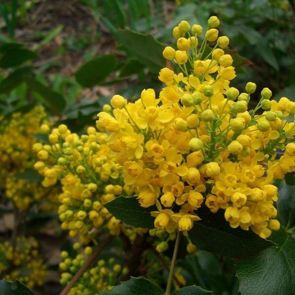 Саджанці Магонії падуболистной (Маһопіа aquifolium), фото 1