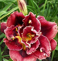 Корнівще лілейник Stellar Double Rose