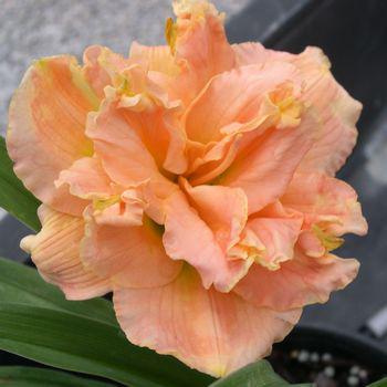 Корневще лілейник Siloam Double Classic