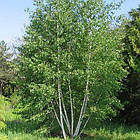 Саджанці Берези повислої (Betula pendula), фото 2