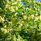 Саджанці Липи крупнолистної (Tilia platyphyllos), фото 3