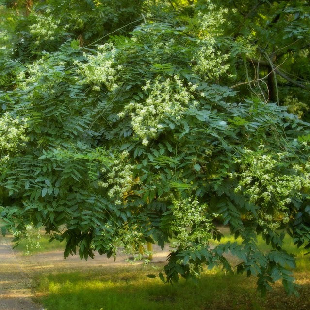 Саджанці Софори японської, або Стифнолобий японський (Styphnolоbium јароnicum)