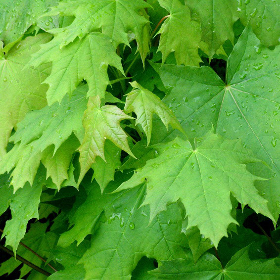 Саджанці Клена гостролистого (Acer platanoides)