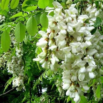 Саджанці Акації  Робінія Псевдоакація (Robinia pseudoacacia), фото 1
