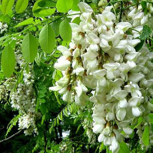 Саджанці Акації  Робінія Псевдоакація (Robinia pseudoacacia)