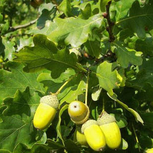 Саджанці Дуба черешкового (Quercus robur)