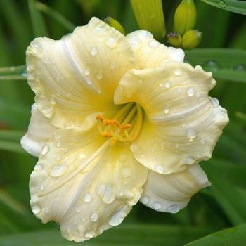Корневще лілейник Longfields Pearl
