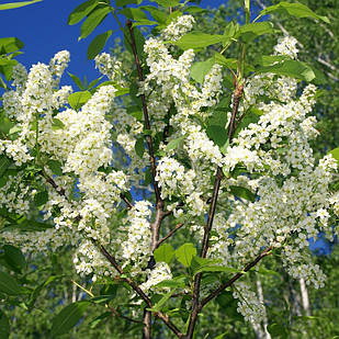 Саджанці Черемхи звичайної (Prunus padus)