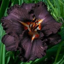 Корневще лілейник Black Magik
