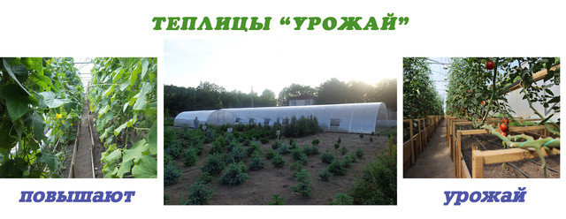 фермерські теплиці фермерські теплиці