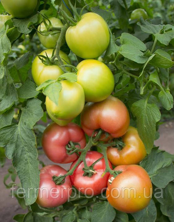 Насіння томата Асано F1 (KS 38 F1) 500 насіння Kitano seeds