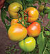 Насіння томату Кібо F1 100 насіння Kitano seeds, фото 3