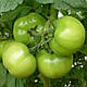 Насіння томату Кібо F1 100 насіння Kitano seeds, фото 4