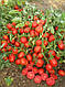 Насіння томату Уно Россо F1 1000 насіння United Genetics, фото 2