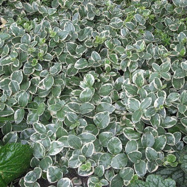 Саджанці Барвінку великого Варієгата (Vinca major Variegata) Р9