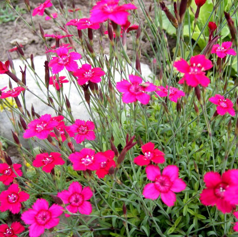 Саджанці Гвоздики травянки або Гвоздики дельтоподібної (Dianthus deltoides) Р9, фото 1
