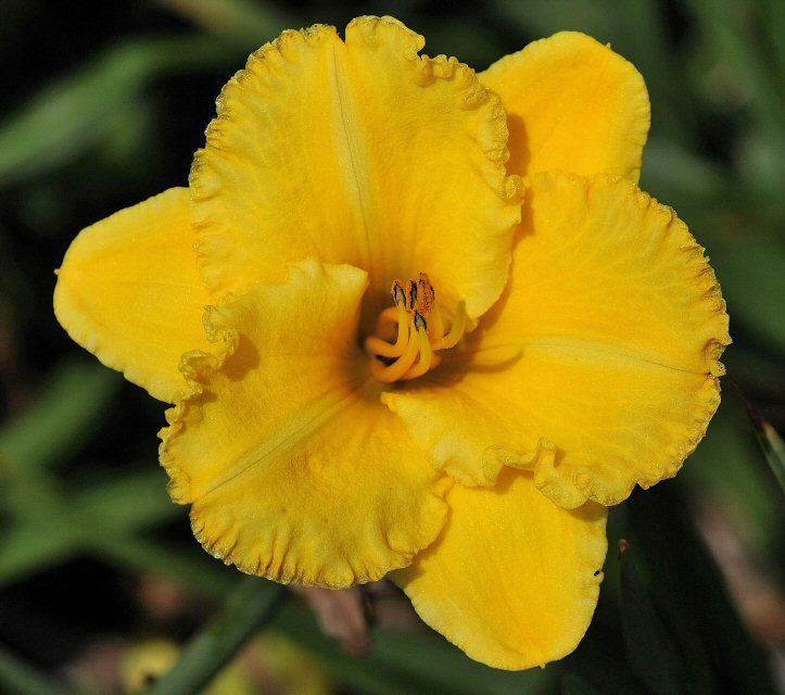 Лілейник Ever so Ruffled кореневище, фото 1