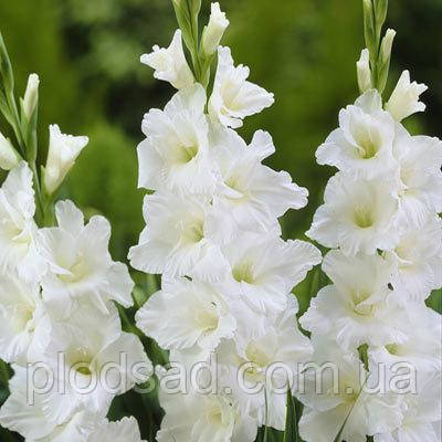 Гладіолус Амстердам