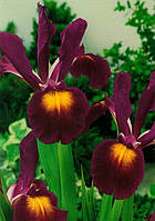Луковиці ірисів Reticulata J.S. Dijt 5 шт.
