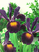 Луковиці ірисів Reticulata Pixie