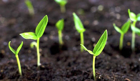 Мікродобрива