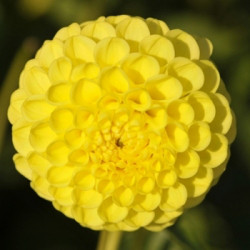 Георгіна Помпонна Deepest Yellow клубінь