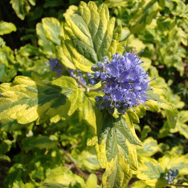 Саджанці Каріоптеріса кландоненського Варієгата (Caryopteris clandonensis Variegata) Р9